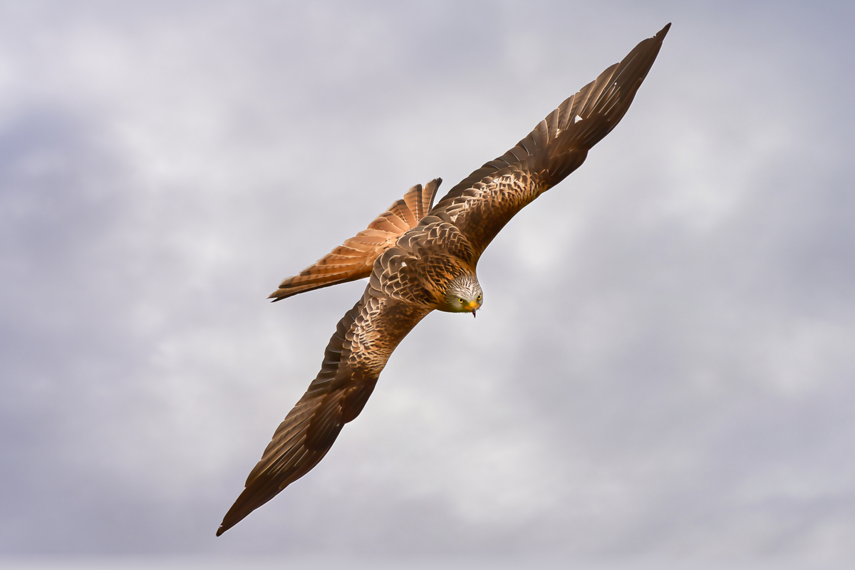 10 Red Kite in Flight - Graham Turner